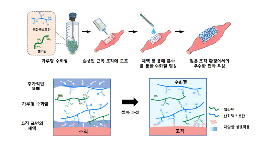 광주과학기술원은 손상된 교육 조직에 뿌리면 조직 재생을 촉진하는 '분말형 수화젤'을 개발했다. 사진은 젖은 환경에서 부착성을 유지하는 '분말형 수화젤' 모식도. GIST 제공